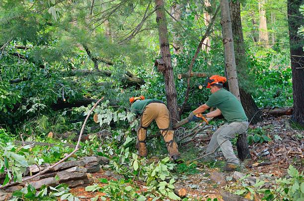 How Our Tree Care Process Works  in  Onancock, VA